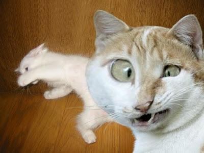 EJEMPLO DE VIDAS DADAISTAS PARA AMATEURS