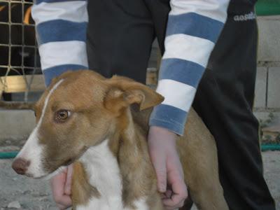 CODY, MÁGINA ANIMAL. JÓDAR (JAÉN)‏