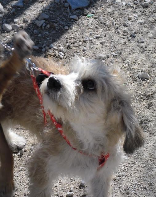 DOGUI, EN ADOPCIÓN. MAGINA ANIMAL- JODAR (JAÉN)‏