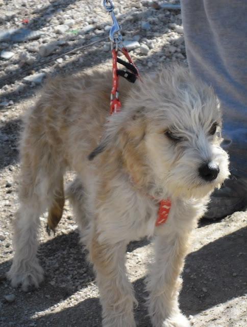 DOGUI, EN ADOPCIÓN. MAGINA ANIMAL- JODAR (JAÉN)‏