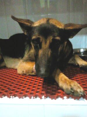 Kitt, perrito tirado a la acequia. Ladridos Vagabundos, (Granada).