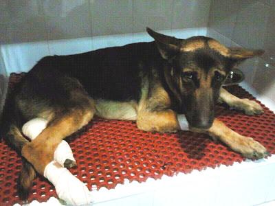 Kitt, perrito tirado a la acequia. Ladridos Vagabundos, (Granada).