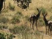 ruta bellotas cereales (Córdoba)