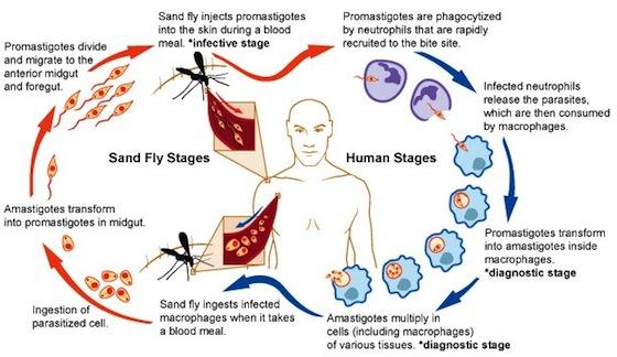 Formas de prevenir una infección con leishmaniasis