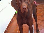 ¡Ayuda! sólo cachorro precioso calle hoy. Huelva