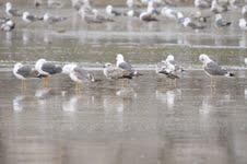 Historias de gaviotas