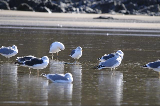 Historias de gaviotas