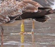 Historias de gaviotas