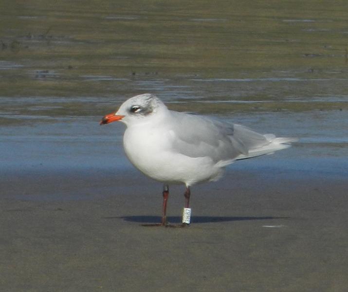 Historias de gaviotas