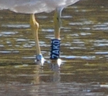 Historias de gaviotas