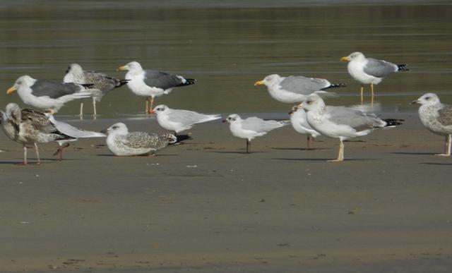 Historias de gaviotas