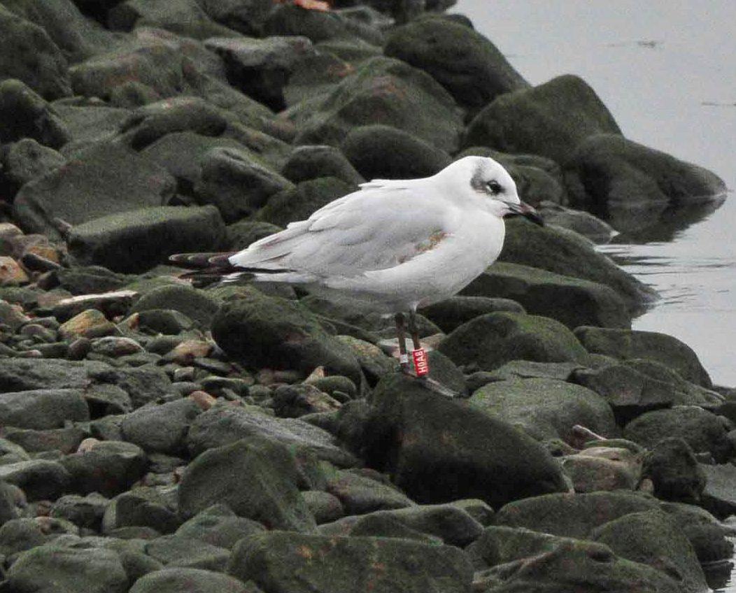 Historias de gaviotas