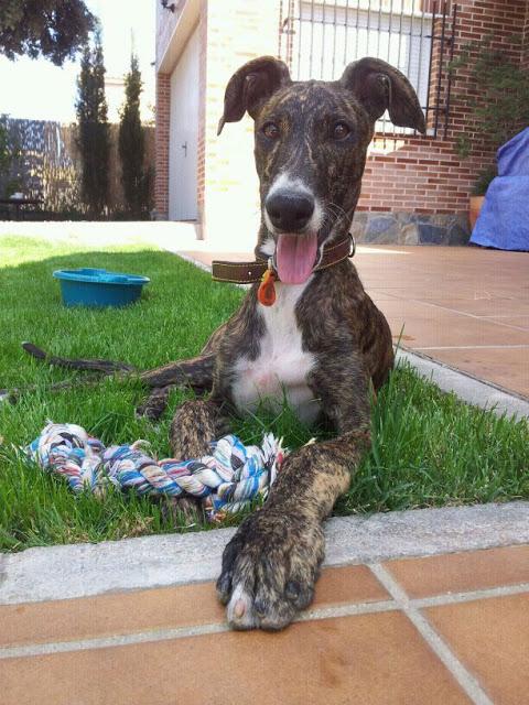 SIGUE IGUAL!! GALGUITO SIN FAMILIA Y EL TIEMPO PASA. (MADRID)