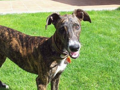 SIGUE IGUAL!! GALGUITO SIN FAMILIA Y EL TIEMPO PASA. (MADRID)