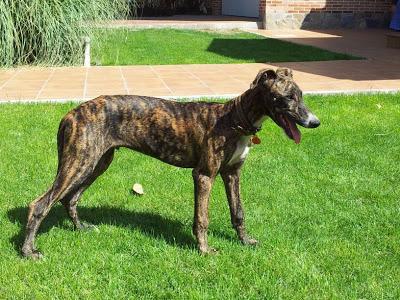 SIGUE IGUAL!! GALGUITO SIN FAMILIA Y EL TIEMPO PASA. (MADRID)