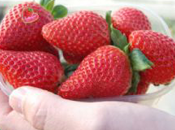 Frutas verduras geneticamente modificadas