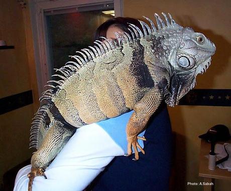 Iguana Gigante