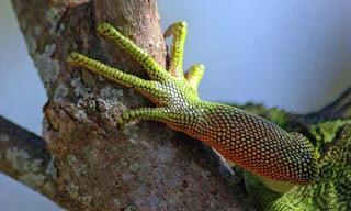 Extremidad de una Iguana