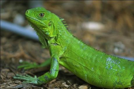 iguana pequeña