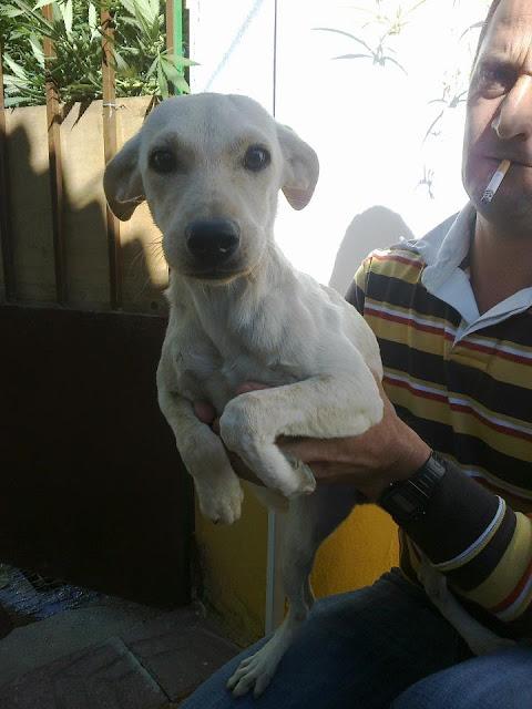 Cachorrita de galgo y podenco en adopción.