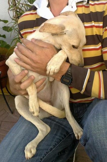 Cachorrita de galgo y podenco en adopción.