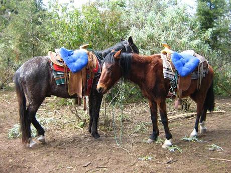 LOS SANTUARIOS DE LA MARIPOSA MONARCA EN MÉJICO