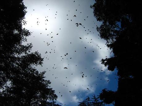 LOS SANTUARIOS DE LA MARIPOSA MONARCA EN MÉJICO