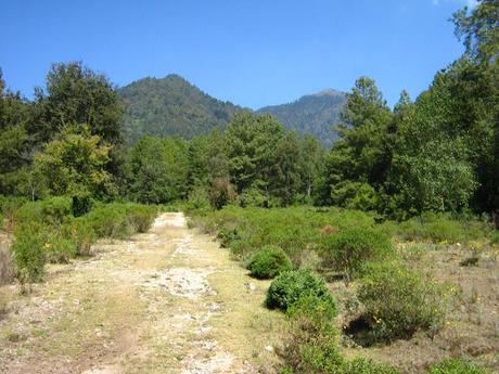 LOS SANTUARIOS DE LA MARIPOSA MONARCA EN MÉJICO