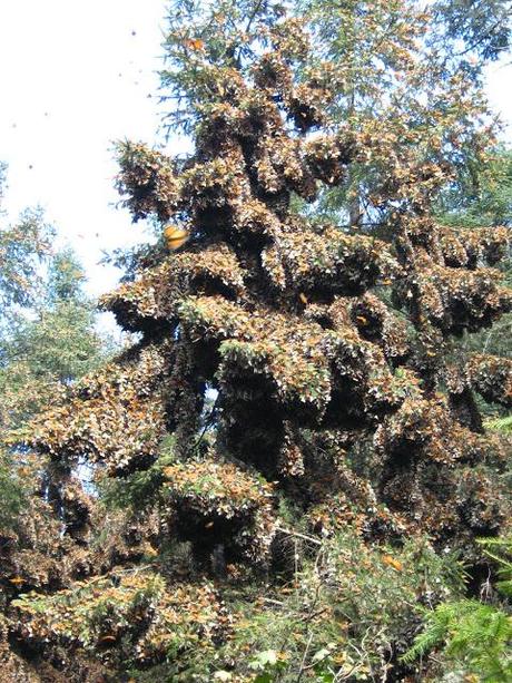 LOS SANTUARIOS DE LA MARIPOSA MONARCA EN MÉJICO