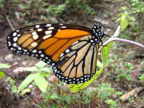LOS SANTUARIOS DE LA MARIPOSA MONARCA EN MÉJICO