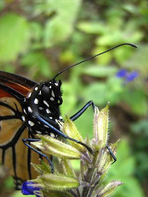 LOS SANTUARIOS DE LA MARIPOSA MONARCA EN MÉJICO