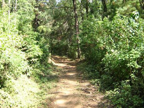 LOS SANTUARIOS DE LA MARIPOSA MONARCA EN MÉJICO