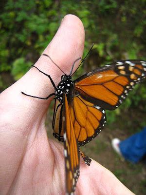 LOS SANTUARIOS DE LA MARIPOSA MONARCA EN MÉJICO