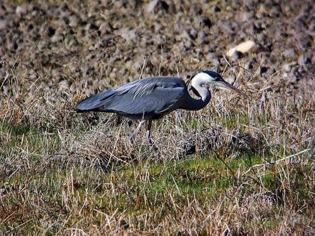MUNDO INSÓLITO: LAS LAGUNAS DE GALLOCANTA Y LA ZAIDA