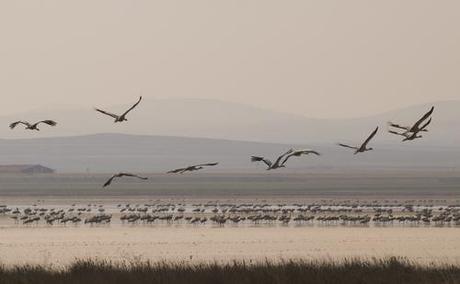 MUNDO INSÓLITO: LAS LAGUNAS DE GALLOCANTA Y LA ZAIDA