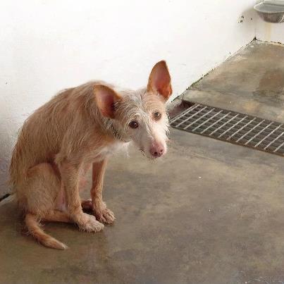 Foto: Seguro que recuerdas este podenquito , esta foto es de las que se clavan .... ACOGIDO en Madrid Esta fue la difusión  https://www.facebook.com/photo.php?fbid=10151242209816083&set=a.167063011082.155963.146989796082&type=3&theater