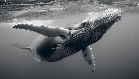 Fotografías tamaño ballena