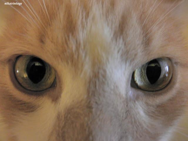 Ojos de gato