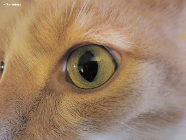 Ojos de gato