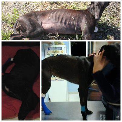 Foto: Copio  RESCATADA!ACTUALIZACION:Hola, soy Emi (emidog), tengo una muy buena noticia que daros a todos ¡¡estoy realmente emocionada!! La galguita fue rescatada la mañana del miercoles 7, y llevada a una clínica veterinaria. Ahora mismo descansa en una casa de acogida donde estará un par de dias hasta que sea enviada a Galgos112 en Sevilla, gracias a dicha Asociación la galguita tendrá un futuro. El veterinario me dijo que no era conveniente dejarla en un refugio porque ha de estar en tratamiento de pastillas varias semanas y hacerle curas 3 veces al dia con una crema para tratar la gran infección de la pata. Os envio varias fotos que le tomé para que la veais en el vete y en la casa de acogida ya veis lo relajada que se le ve. Es muy buena y al coger algo de confianza sólo pide caricias. Una vez llegue a Sevilla, necesitará una casa de acogida donde estar tranquila y en reposo para poder recuperarse. SI ALGUIEN PUEDE ACOGERLA EN SEVILLA ,TENEIS QUE ESCRIBIR AL CONTACTO,que ahora es: info@galgos112.com Por favor difusión, gracias!!