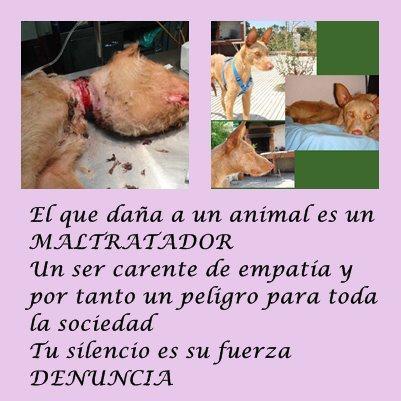 Foto: Ángel fue rescatado, se recuperó y hoy está felizmente adoptado ... otros no tuvieron su suerte  http://perrosdecasa.blogspot.com.es/2010/05/historias-de-adoptados-angel.html