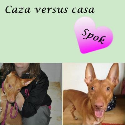 Foto: ¿Recordais a Spok el podenco aterrado de la perrera de Badajoz ? Adoptado por su casa dde acogida  http://perrosdecasa.blogspot.com.es/2012/10/spok-podenco-aterrado-en-la-perrera-de.html