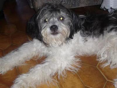 LUCY NECESITA UN HOGAR DEFINITIVO.