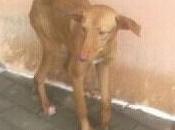 Podenca abandonada pata fracturada (Cádiz)