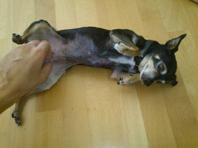 CHONI, chihuahua 2kg abandonada en la perrera por su dueño, busca hogar.