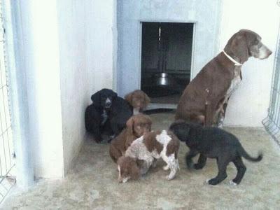 Hembra Braco y sus cachorros serán sacrificados este martes ¿ALGUIEN PUEDE AYUDARLOS POR FAVOR?¡¡