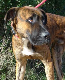 Tiger enfermo de pena en la perrera. Valencia. MUY URGENTE!!