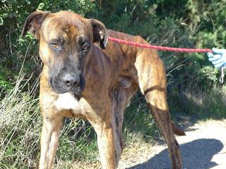 Tiger enfermo de pena en la perrera. Valencia. MUY URGENTE!!