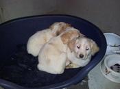 Cachorros cruce golden, meses, perrera, urge acogida!! (Madrid) Guadalajara