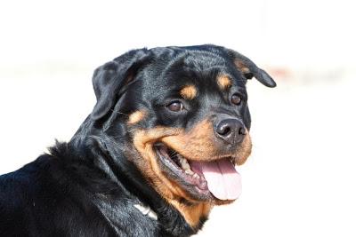 DECA - mestiza rottweiller de 3 añitos. (Madrid) Urgente!!!